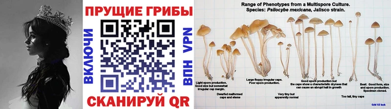 Псилоцибиновые грибы Magic Shrooms  Сольвычегодск 